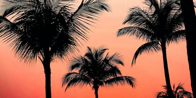 coconut montre bracelet grande taille