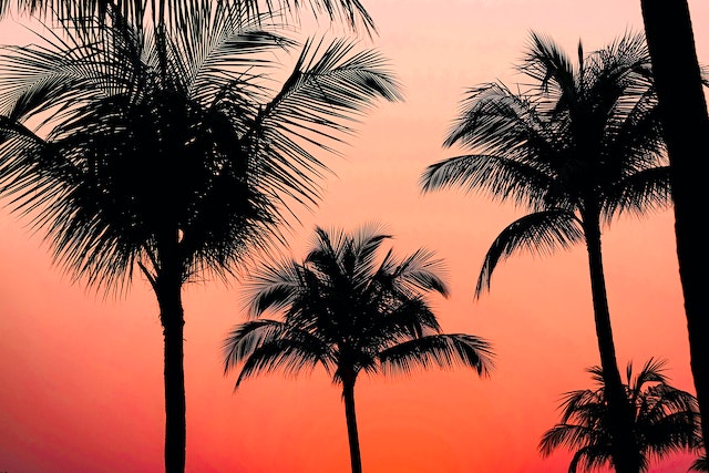 coconut montre bracelet grande taille